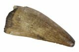 Tyrannosaur Premax Tooth - Judith River Formation, Montana #93122-1